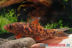 Harlekin-Fransenlipper, Labeo Cyclorhynchus -Boutique-Tierhandlung Harlekin Fransenlipper Labeo cyclorhynchus neu 3