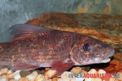 Harlekin-Fransenlipper, Labeo Cyclorhynchus -Boutique-Tierhandlung Harlekin Fransenlipper Labeo cyclorhynchus neu 4