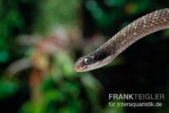 Herald-Schlange, Crotaphopeltis Hotamboeia -Boutique-Tierhandlung Herald Schlange Crotaphopeltis hotamboeia