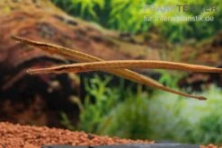 Heterosoma-Süßwassernadel, Doryichthys Heterosoma (Long Mouth Pipefish) 19 Heterosoma-Süßwassernadel, Doryichthys Heterosoma (Long Mouth Pipefish) -Boutique-Tierhandlung Heterosoma Suesswassernadel Doryichthys heterosoma 10