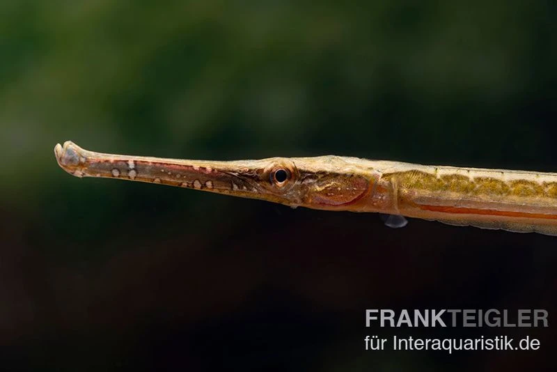 Heterosoma-Süßwassernadel, Doryichthys Heterosoma (Long Mouth Pipefish) 2 Heterosoma-Süßwassernadel, Doryichthys Heterosoma (Long Mouth Pipefish) – Bild 2