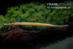 Heterosoma-Süßwassernadel, Doryichthys Heterosoma (Long Mouth Pipefish) 12 Heterosoma-Süßwassernadel, Doryichthys Heterosoma (Long Mouth Pipefish) -Boutique-Tierhandlung Heterosoma Suesswassernadel Doryichthys heterosoma 3