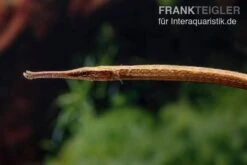 Heterosoma-Süßwassernadel, Doryichthys Heterosoma (Long Mouth Pipefish) 13 Heterosoma-Süßwassernadel, Doryichthys Heterosoma (Long Mouth Pipefish) -Boutique-Tierhandlung Heterosoma Suesswassernadel Doryichthys heterosoma 4