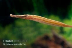 Heterosoma-Süßwassernadel, Doryichthys Heterosoma (Long Mouth Pipefish) 14 Heterosoma-Süßwassernadel, Doryichthys Heterosoma (Long Mouth Pipefish) -Boutique-Tierhandlung Heterosoma Suesswassernadel Doryichthys heterosoma 5