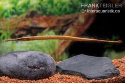 Heterosoma-Süßwassernadel, Doryichthys Heterosoma (Long Mouth Pipefish) 15 Heterosoma-Süßwassernadel, Doryichthys Heterosoma (Long Mouth Pipefish) -Boutique-Tierhandlung Heterosoma Suesswassernadel Doryichthys heterosoma 6