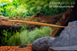 Heterosoma-Süßwassernadel, Doryichthys Heterosoma (Long Mouth Pipefish) 17 Heterosoma-Süßwassernadel, Doryichthys Heterosoma (Long Mouth Pipefish) -Boutique-Tierhandlung Heterosoma Suesswassernadel Doryichthys heterosoma 8