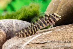 Heyligeri-Schleimfisch, Phenablennius Heyligeri 7 Heyligeri-Schleimfisch, Phenablennius Heyligeri -Boutique-Tierhandlung Heyligeri Schleimfisch Phenablennius heyligeri neu 3