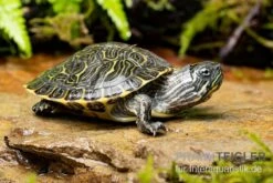 Hieroglyphen-Schmuckschildkröte, Pseudemys Concinna Concinna FZ -Boutique-Tierhandlung Hieroglyphen Schmuckschildkroete Pseudemys concinna concinna 3