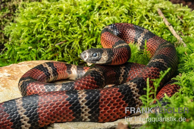 Honduras-Königsnatter, Lampropeltis Tringulum Hondurensis 1 Honduras-Königsnatter, Lampropeltis Tringulum Hondurensis