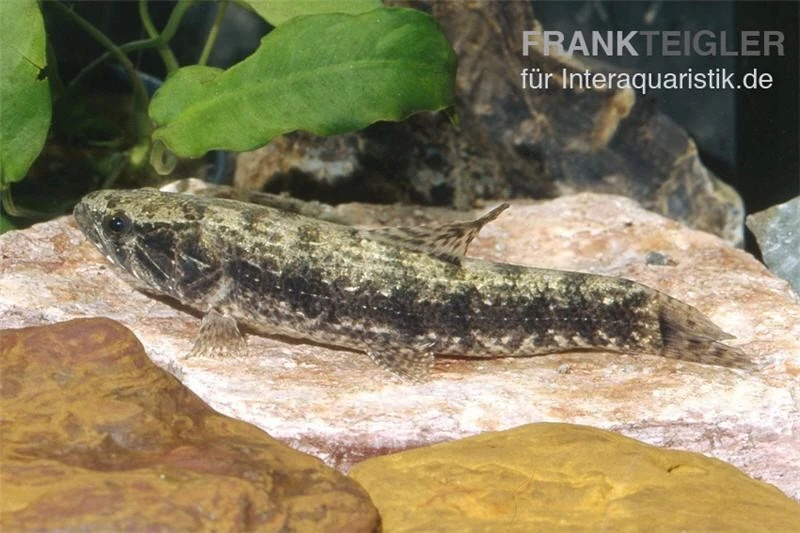 Tigersalmler (Wolfssalmler), Hoplias Malabaricus 1 Tigersalmler (Wolfssalmler), Hoplias Malabaricus