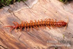 Hundertfüßer, Scolopendra Subspinipes "Malay Red Cherry" 5 Hundertfüßer, Scolopendra Subspinipes "Malay Red Cherry" -Boutique-Tierhandlung Hundertfuesser Scolopendra subspinipes Malay Red Cherry 1