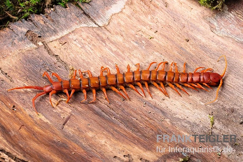 Hundertfüßer, Scolopendra Subspinipes "Malay Red Cherry" 3 Hundertfüßer, Scolopendra Subspinipes "Malay Red Cherry" – Bild 3