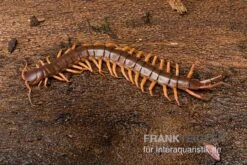 Hundertfüßer, Scolopendra Subspinipes "Thai-Red-Dragon" -Boutique-Tierhandlung Hundertfuesser Scolopendra subspinipes ThaiRedDragon 03