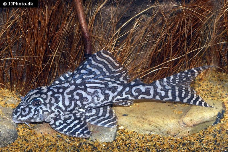 Iriri-Harnischwels, Hypancistrus Spec. L236, 4-5 Cm 1 Iriri-Harnischwels, Hypancistrus Spec. L236, 4-5 Cm