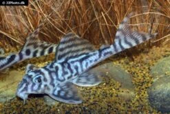 Zebra-Harnischwels, Hypancistrus Spec. L173, 4-5 Cm -Boutique-Tierhandlung Hypancistrus species L173 03