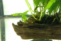 Kleine Putz-Truppe: 3x Rennschnecke + 5x Turmdeckelschnecke -Boutique-Tierhandlung IMG 0289 1