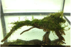 Bundle Scaper Truppe: 10 X Crystal Red Garnele + Mangrovenwurzel Mit Moos -Boutique-Tierhandlung IMG 0293