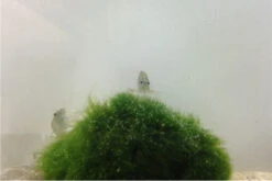 Bundle Große Putz-Truppe: 5 X Rennschnecke + 2 X Tylomelania + 6  X Amanogarnele -Boutique-Tierhandlung IMG 0304