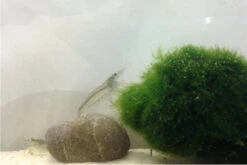 Bundle Große Putz-Truppe: 5 X Rennschnecke + 2 X Tylomelania + 6  X Amanogarnele -Boutique-Tierhandlung IMG 0311