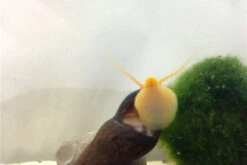 Bundle Große Putz-Truppe: 5 X Rennschnecke + 2 X Tylomelania + 6  X Amanogarnele -Boutique-Tierhandlung IMG 0330