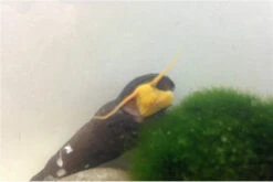 Bundle Große Putz-Truppe: 5 X Rennschnecke + 2 X Tylomelania + 6  X Amanogarnele -Boutique-Tierhandlung IMG 0334