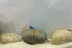 Bundle Bunte Truppe: 10 X Neocaridina Im Farbmix + Javamoos -Boutique-Tierhandlung IMG 0352