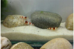 Bundle Scaper Truppe: 10 X Crystal Red Garnele + Mangrovenwurzel Mit Moos -Boutique-Tierhandlung IMG 0365