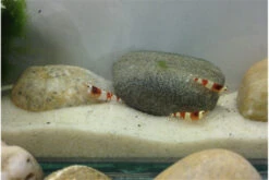 Bundle Scaper Truppe: 10 X Crystal Red Garnele + Mangrovenwurzel Mit Moos -Boutique-Tierhandlung IMG 0367