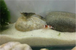 TiBee Starterpack: 5 X Blaue Tigergarnele + 5 X Crystal Red Garnele -Boutique-Tierhandlung IMG 0370