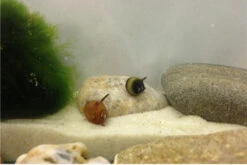 Nano Putz-Truppe: 4x Geweihschnecke + 5x Turmdeckelschnecke -Boutique-Tierhandlung IMG 0378