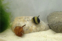 Nano Putz-Truppe: 4x Geweihschnecke + 5x Turmdeckelschnecke -Boutique-Tierhandlung IMG 0380