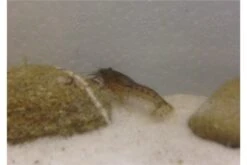 Kleinster Zwergflußkrebs - Cambarellus Diminutus - Paar + Handgemachte Krebshöhle -Boutique-Tierhandlung IMG 0479