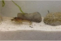 Kleinster Zwergflußkrebs - Cambarellus Diminutus - Paar + Handgemachte Krebshöhle -Boutique-Tierhandlung IMG 0481