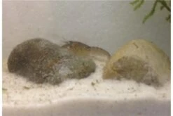 Kleinster Zwergflußkrebs - Cambarellus Diminutus - Paar + Handgemachte Krebshöhle -Boutique-Tierhandlung IMG 0482