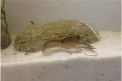 Kleinster Zwergflußkrebs - Cambarellus Diminutus - Paar + Handgemachte Krebshöhle -Boutique-Tierhandlung IMG 0485