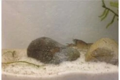 Kleinster Zwergflußkrebs - Cambarellus Diminutus - Paar + Handgemachte Krebshöhle -Boutique-Tierhandlung IMG 0486