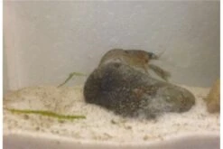 Kleinster Zwergflußkrebs - Cambarellus Diminutus - Paar + Handgemachte Krebshöhle -Boutique-Tierhandlung IMG 0487