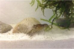 Kleinster Zwergflußkrebs - Cambarellus Diminutus - Paar + Handgemachte Krebshöhle -Boutique-Tierhandlung IMG 0488