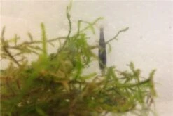 Tiger-Bundle: 10 X Blaue Tigergarnele, Caridina Cf. Cantonensis + Portion Javamoos -Boutique-Tierhandlung IMG 0490
