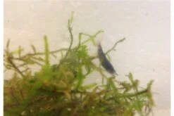Tiger-Bundle: 10 X Blaue Tigergarnele, Caridina Cf. Cantonensis + Portion Javamoos -Boutique-Tierhandlung IMG 0492