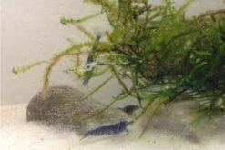 Tiger-Bundle: 10 X Blaue Tigergarnele, Caridina Cf. Cantonensis + Portion Javamoos -Boutique-Tierhandlung IMG 0494