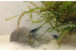 Tiger-Bundle: 10 X Blaue Tigergarnele, Caridina Cf. Cantonensis + Portion Javamoos -Boutique-Tierhandlung IMG 0498