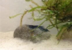 Tiger-Bundle: 10 X Blaue Tigergarnele, Caridina Cf. Cantonensis + Portion Javamoos -Boutique-Tierhandlung IMG 0500