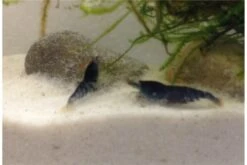 Tiger-Bundle: 10 X Blaue Tigergarnele, Caridina Cf. Cantonensis + Portion Javamoos -Boutique-Tierhandlung IMG 0502