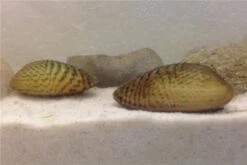 Schwebealgen-Bundle: 2x Ornamentmuscheln + 1 Portion Büschelfarn + 4 Bund-Pflanzen -Boutique-Tierhandlung IMG 0509