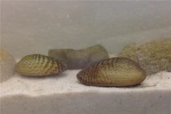 Schwebealgen-Bundle: 2x Ornamentmuscheln + 1 Portion Büschelfarn + 4 Bund-Pflanzen -Boutique-Tierhandlung IMG 0510