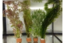 Schwebealgen-Bundle: 2x Ornamentmuscheln + 1 Portion Büschelfarn + 4 Bund-Pflanzen -Boutique-Tierhandlung IMG 0520