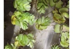 Schwebealgen-Bundle: 2x Ornamentmuscheln + 1 Portion Büschelfarn + 4 Bund-Pflanzen -Boutique-Tierhandlung IMG 0523