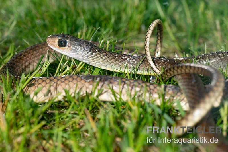 Indo-Chinesische Rattenschlange, Ptyas Korros 1 Indo-Chinesische Rattenschlange, Ptyas Korros