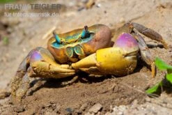 Indonesische Riesenlandkrabbe, Cardisoma Carnifex 6 Indonesische Riesenlandkrabbe, Cardisoma Carnifex -Boutique-Tierhandlung Indonesische Riesenlandkrabbe Cardisoma carnifex 2